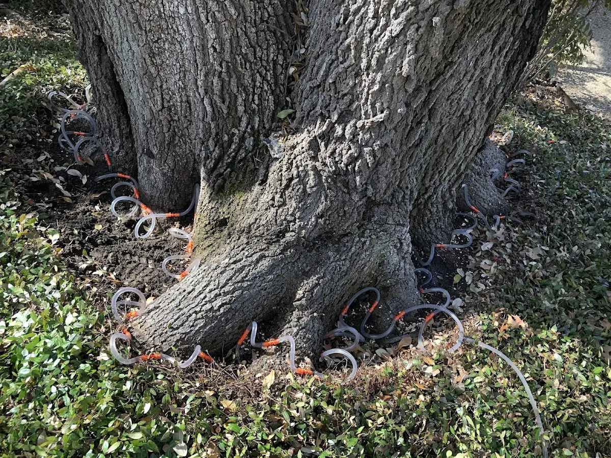 Detailed Tree Cabling and Bracing job site in Saint Thomas
