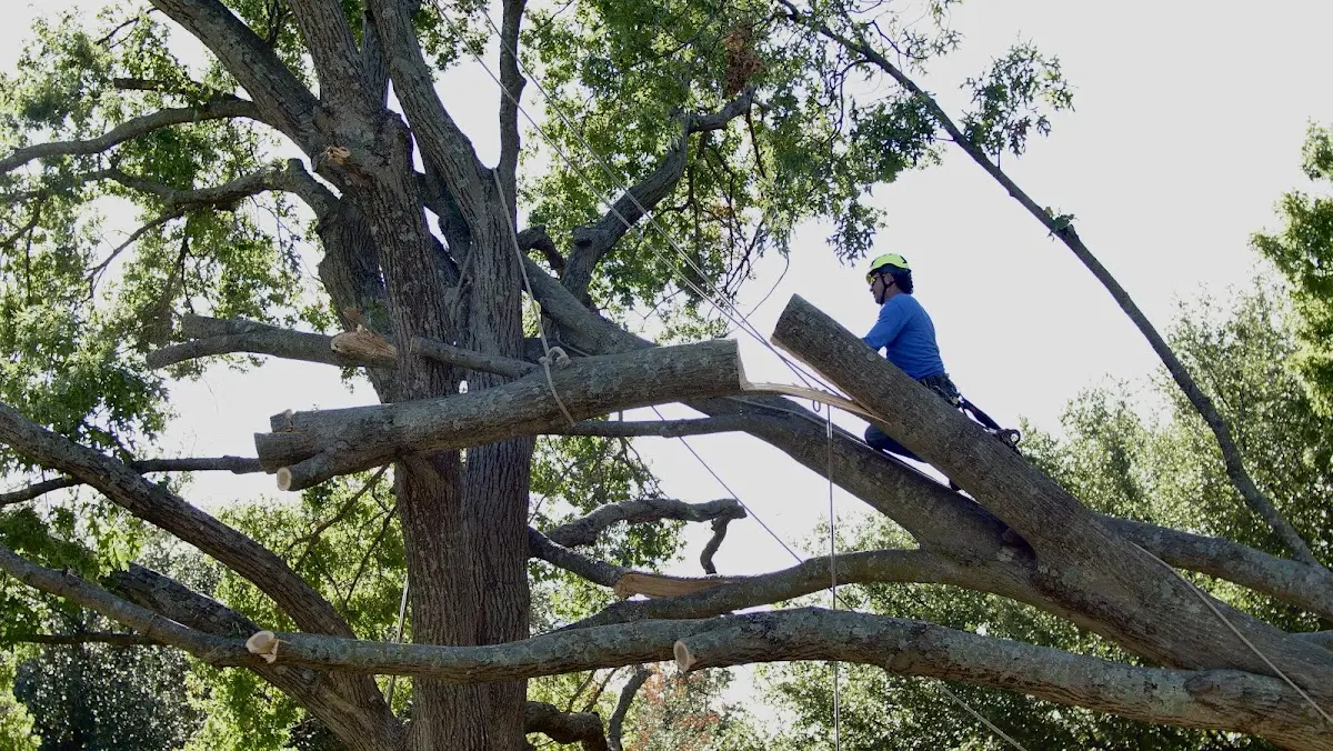 Professional Crown Thinning performed by certified arborists in Saint Thomas