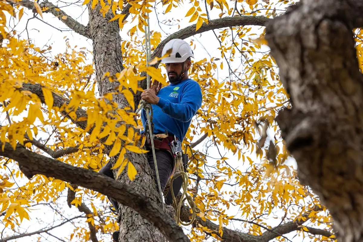 Skilled Tree Planing crew working in Saint Thomas
